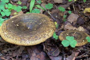 Розумний Розумний